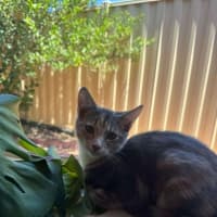 Photo of Twix