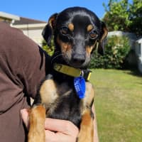 Photo of Louie  9 Month Old Chihuahua X Dachshund 