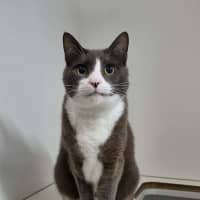 Photo of Cooper