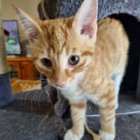 Photo of Oscar