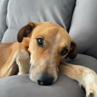 Photo of Banjo Kazooie