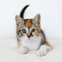 Photo of Rosie