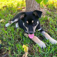 Photo of Dragonfruit 