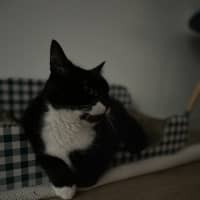 Photo of Big Best Baby Boy Bernard