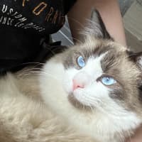 Photo of Bobo 