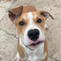 Photo of Basil