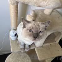 Photo of Chilli