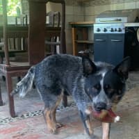 Photo of Romp