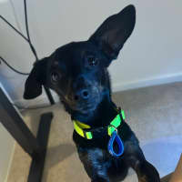 Photo of Louie