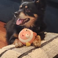 Photo of Elvis   7 Year Old Pomeranian X Chihuahua