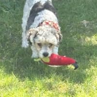 Photo of Bosley   5 Year Old Poodle