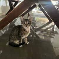 Photo of Lily Meet Me@Petstock Chelsea Store 