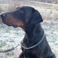 Photo of Mr B Von Dobermann