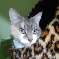 Photo of June Bug