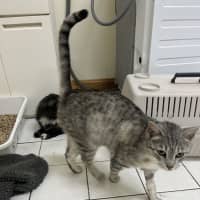 Photo of Nina   Available Pet Quarters Thornton 