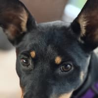 Photo of Kylo   15 Week Old Kelpie