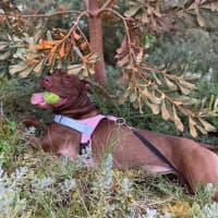 Photo of Coco