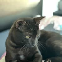 Photo of Myles The Black Panther