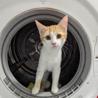 Photo of Ricette (Ricky)