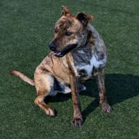 Photo of Rex Imp 1342