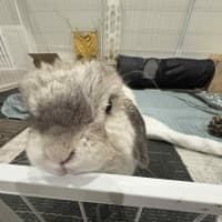 Photo of Gorgeous Milo