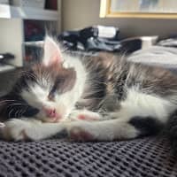 Photo of Oreo