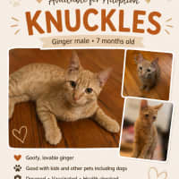 Photo of Knuckles
