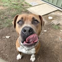 Photo of Yogi
