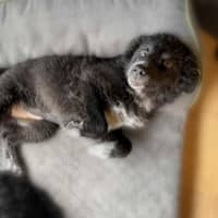 Photo of Lily