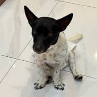 Photo of Spot 