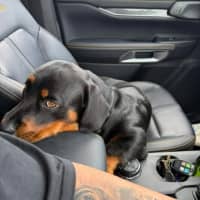 Photo of Zeus
