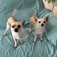 Photo of Sweet Little Lexi And Yeti 
