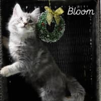 Photo of Bloom