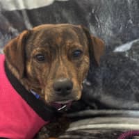 Photo of Jack   2 Year Old Plott Hound