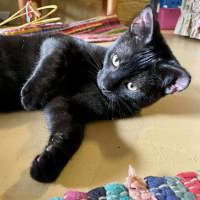 Photo of Neko