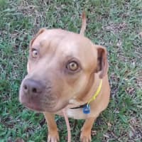 Photo of Goldie