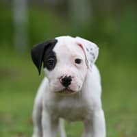 Photo of Muffin