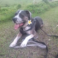 Photo of Buddy Two
