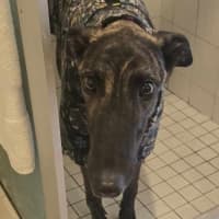 Photo of Claude The Greyhound