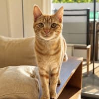 Photo of Pippin