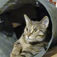 Photo of Tumbles   1 Year Old Domestic Short Hair