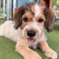 Photo of D1236 Sunny