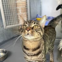 Photo of Simba