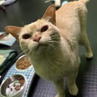 Photo of Honey (Bonded With Buddy)