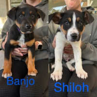 Photo of Banjo