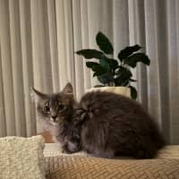Photo of Tango