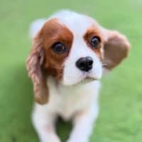 Photo of Riley