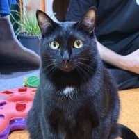 Photo of Soot