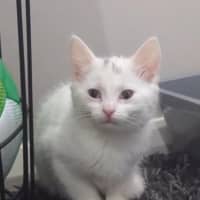 Photo of Lamington