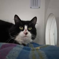 Photo of Kingston